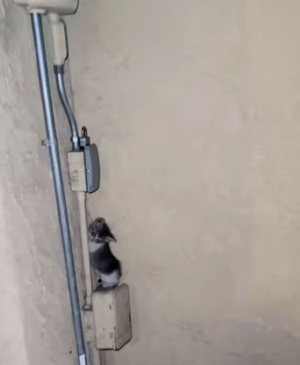 fuzzy baby on electrical box