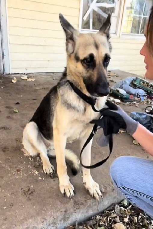 german shepherd dog
