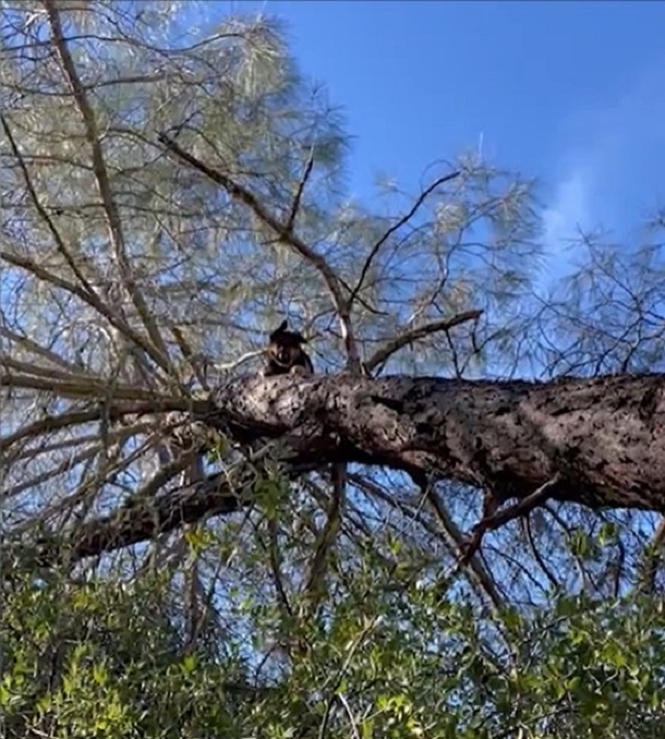 german shepherd on a tree