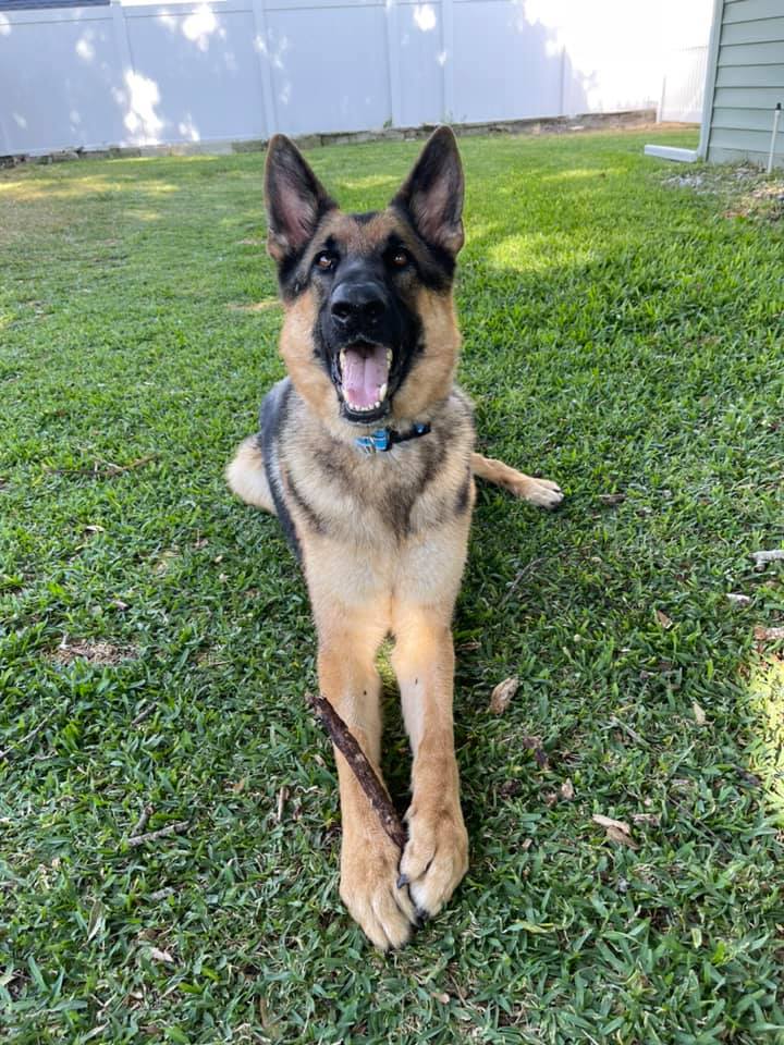 german shepherd with a stick