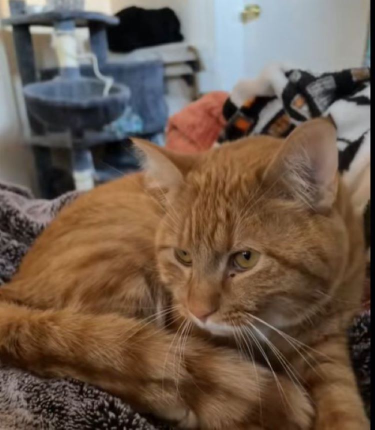 ginger cat