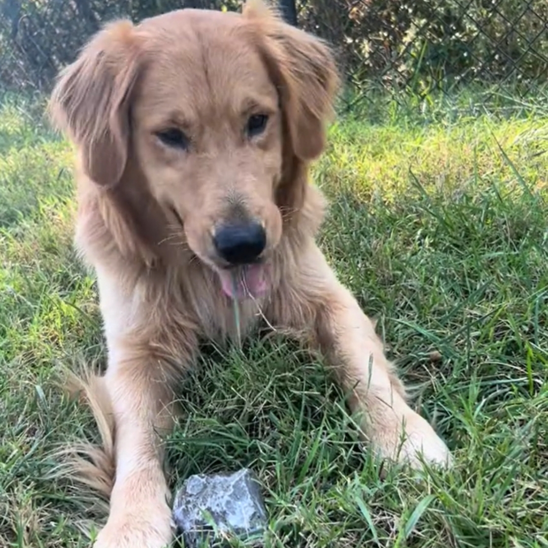 golden retriever and a rock