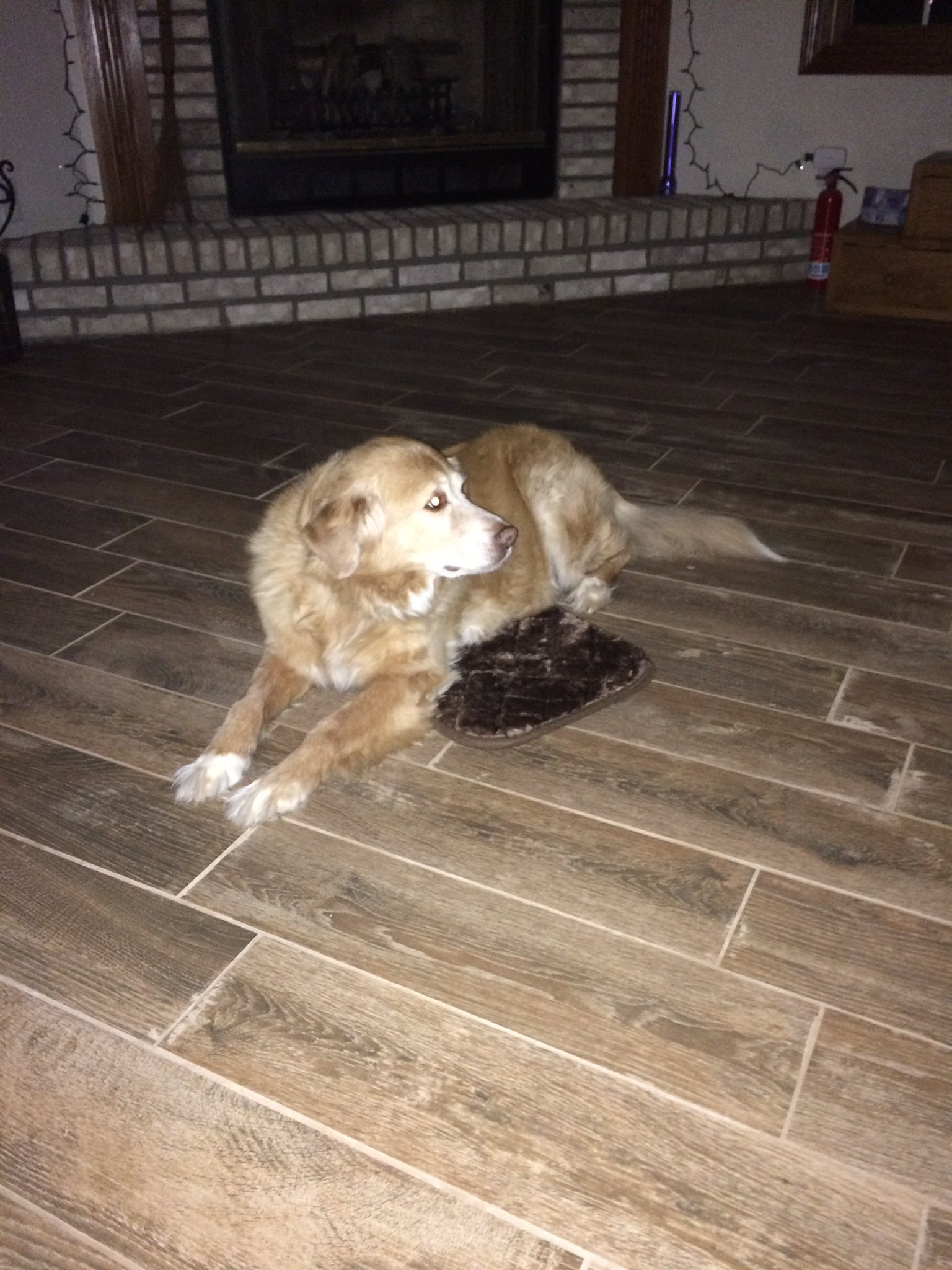golden retriever and xs dog bed
