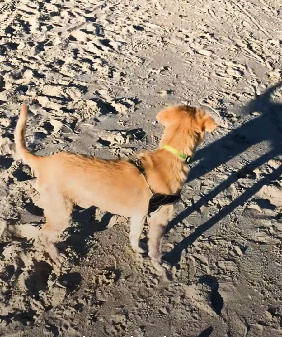 golden retriever dog on a beach