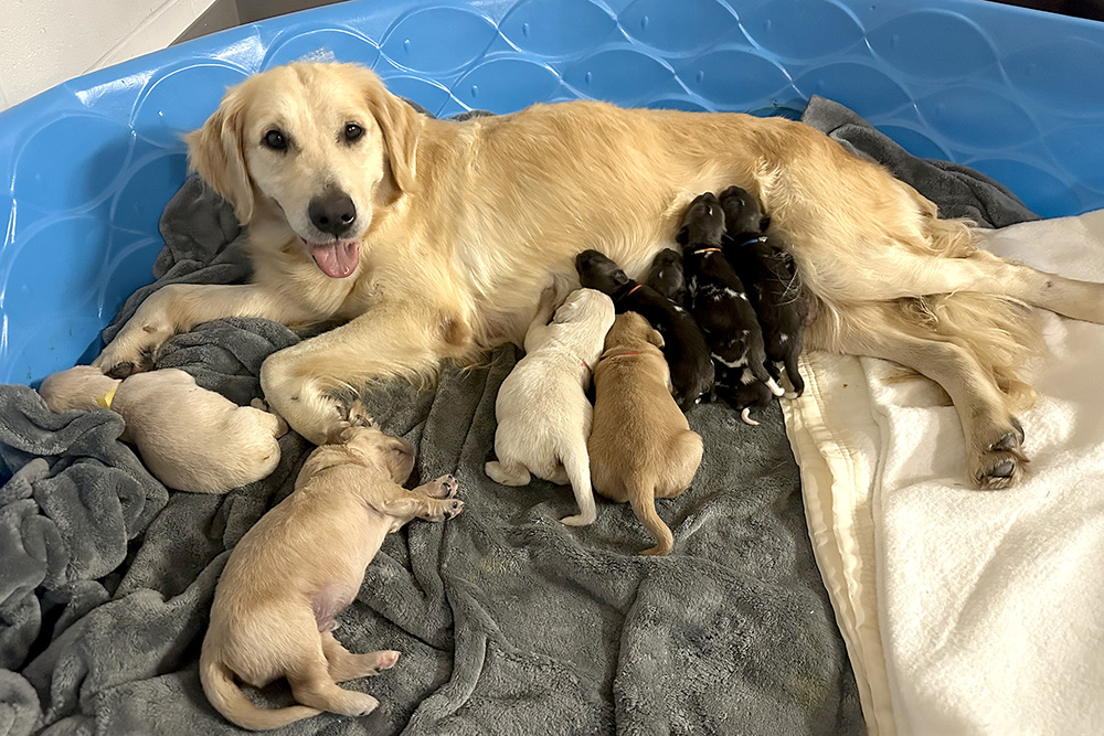 golden retriever mama with puppies 
