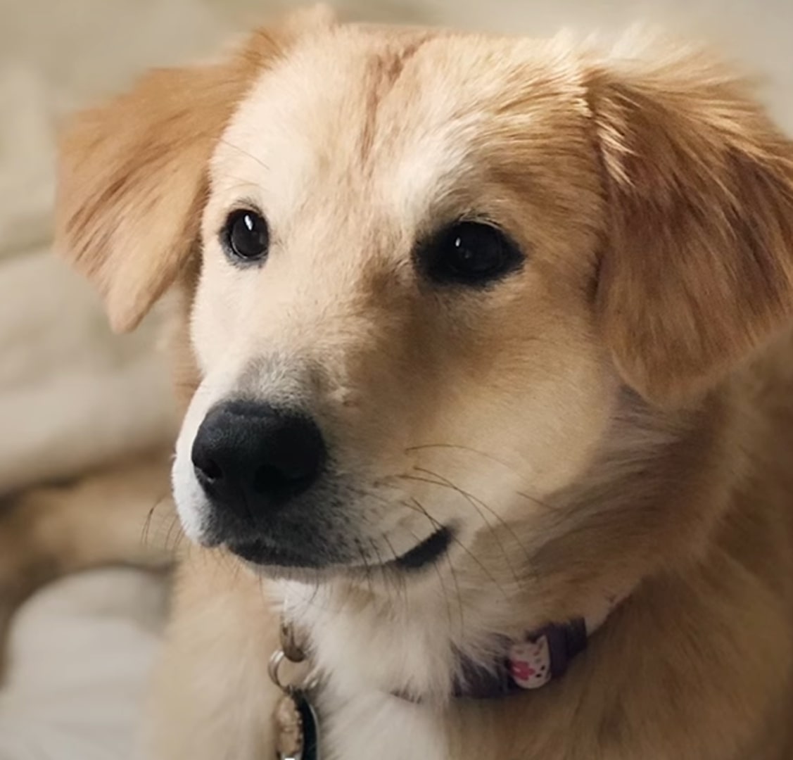 golden retriever mix portrait
