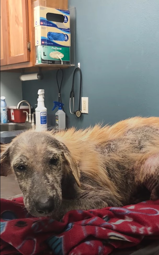 golden retriever mix skin problems