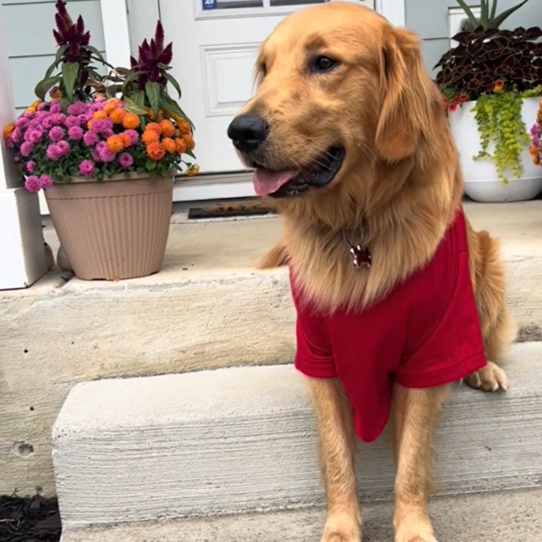 golden retriever on the porch