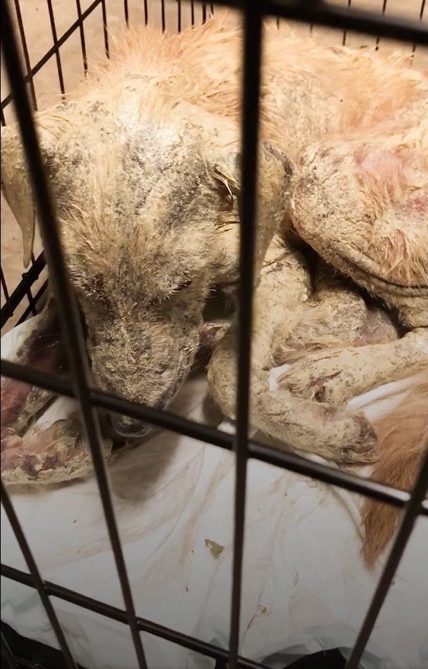 golden retriever skin condition