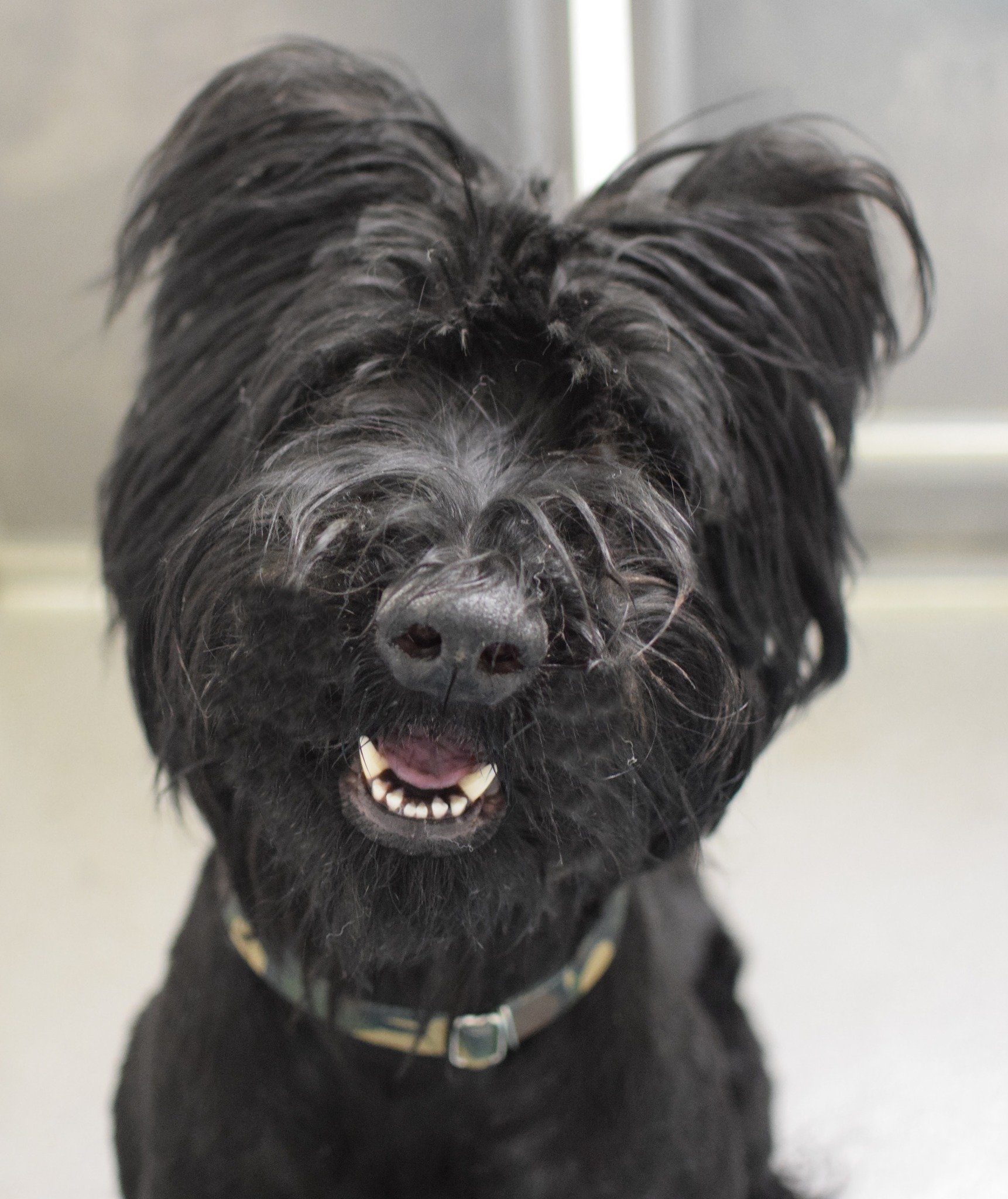 gorgeous black dog
