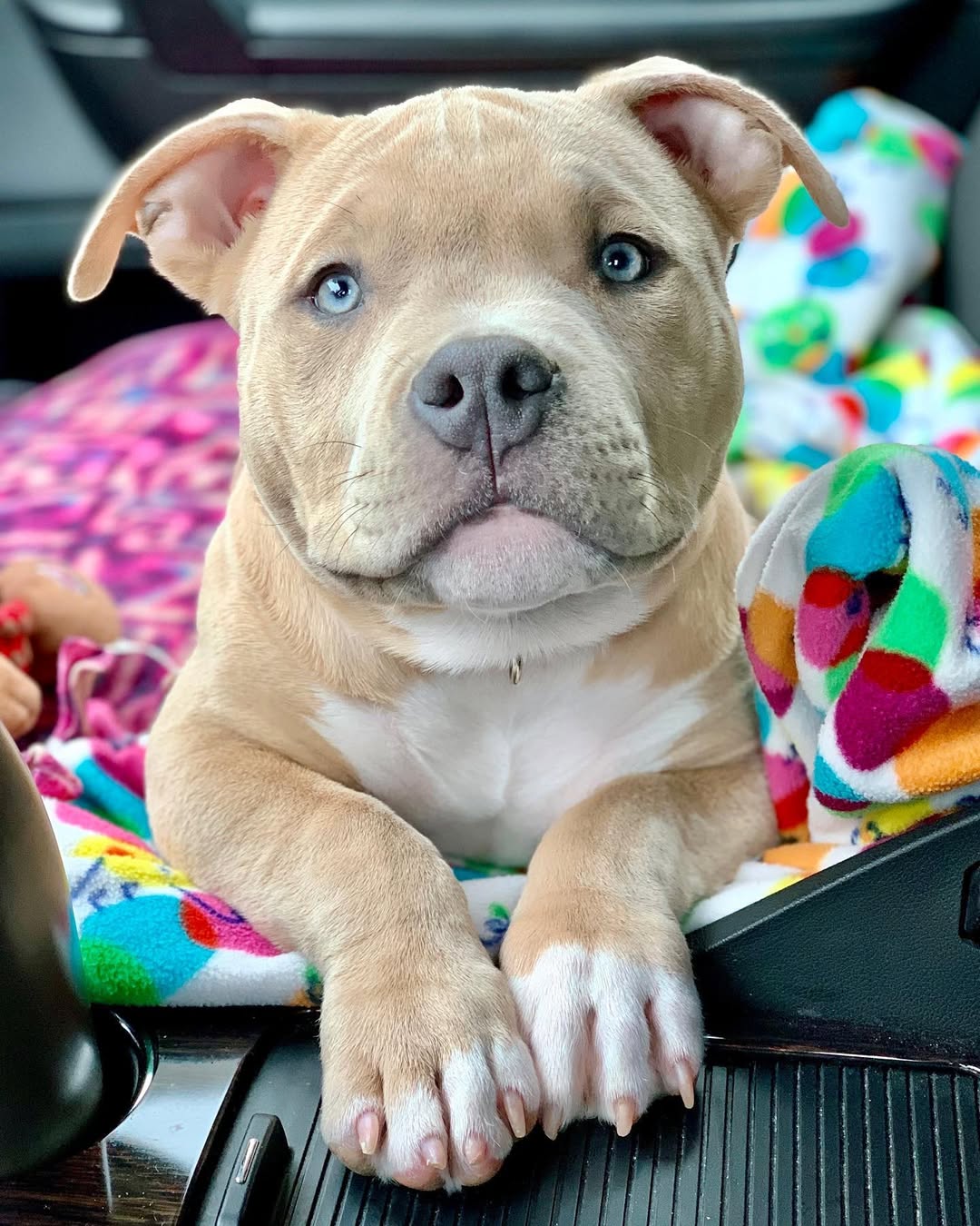 gorgeous dog