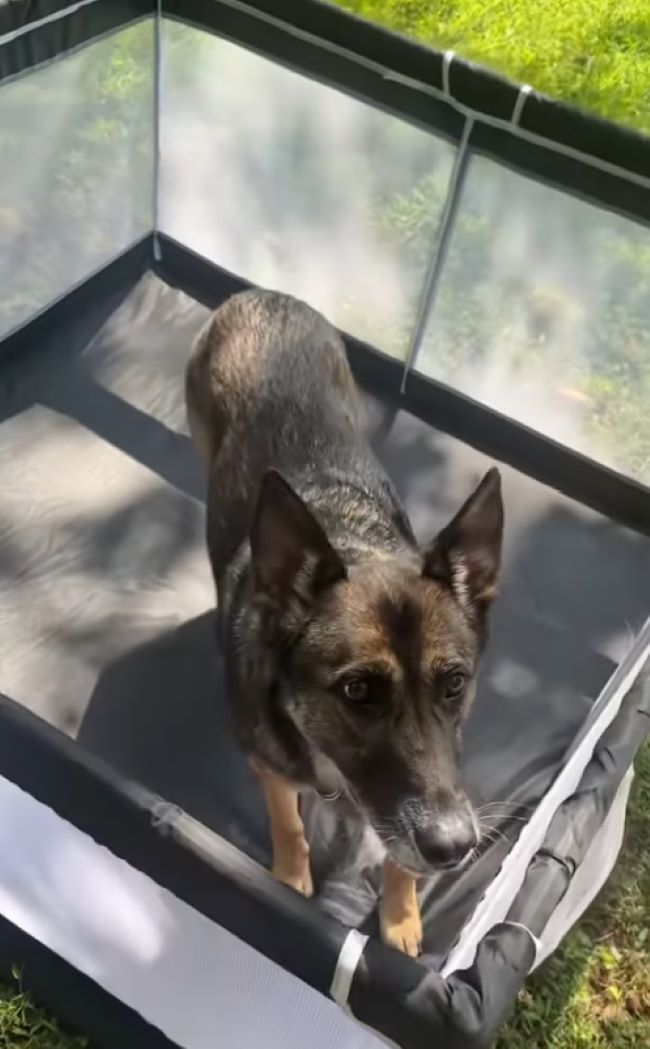 gorgeous dog