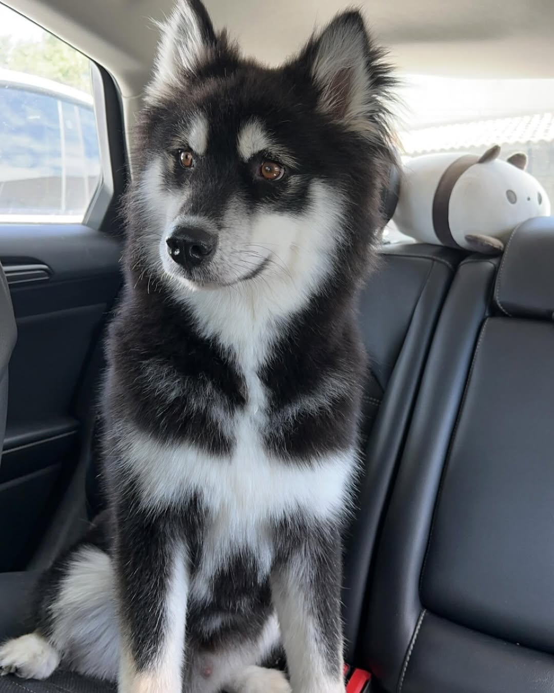 gorgeous dog in car