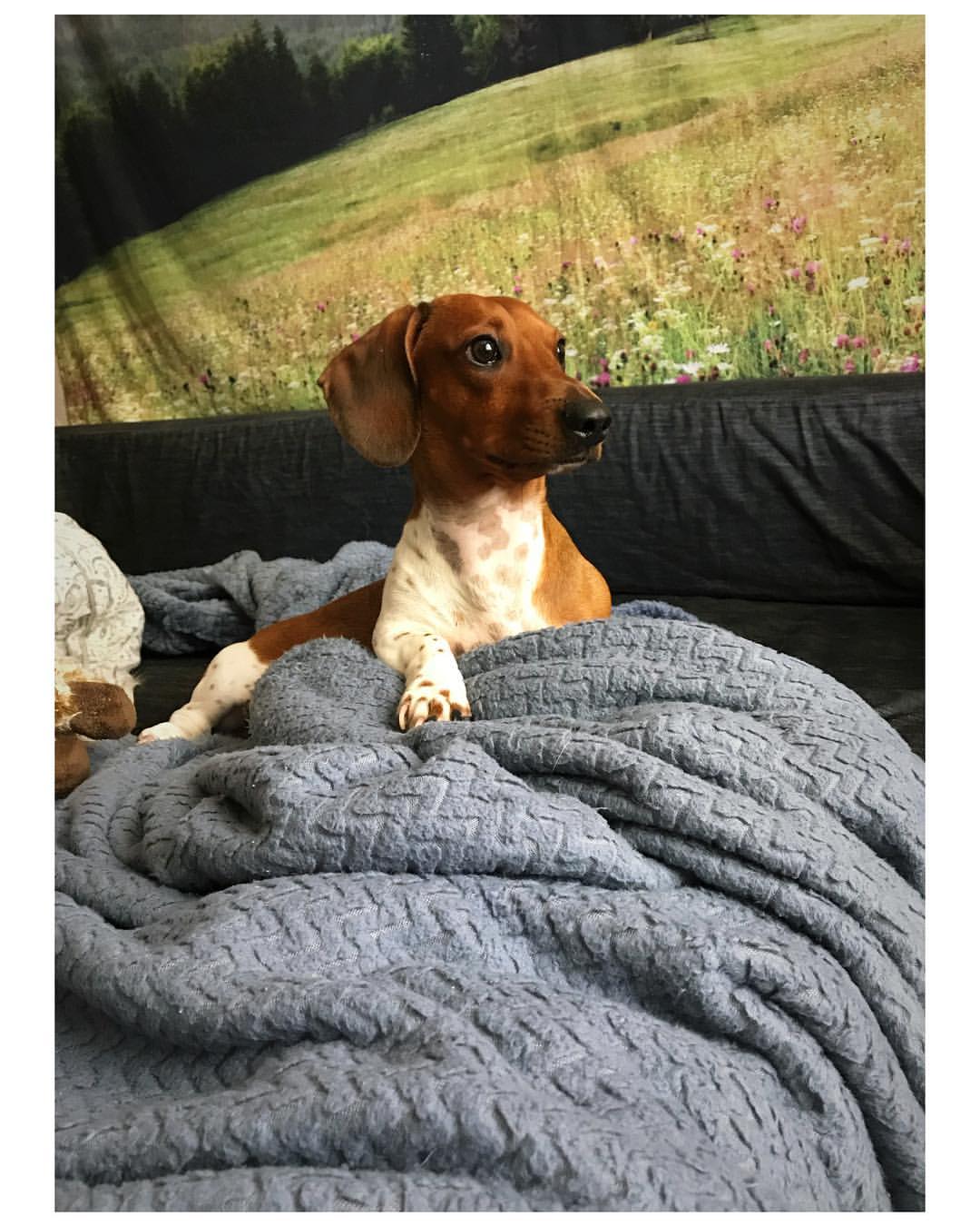 gorgeous dog laying down