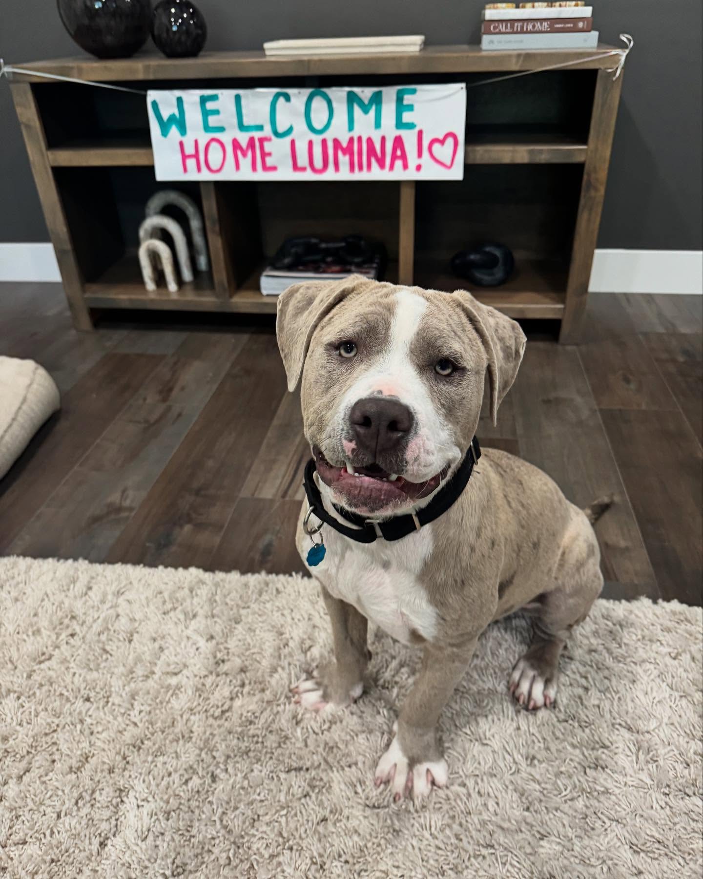 gray dog in house