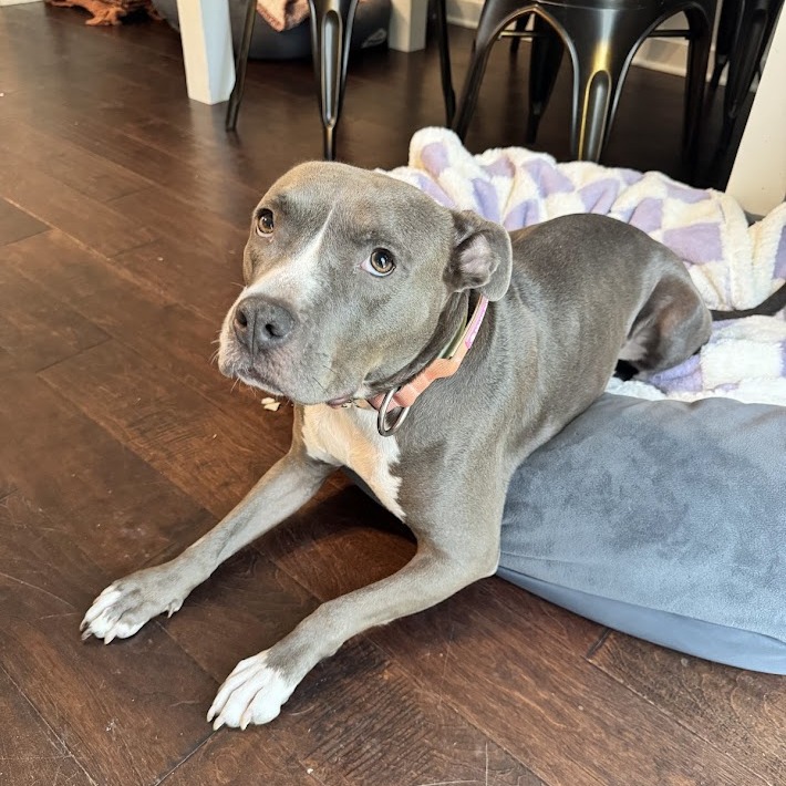 gray dog laying down