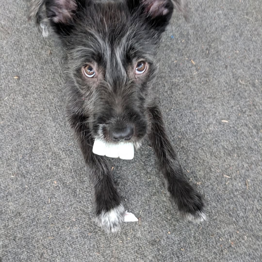 gray dog laying on concrete