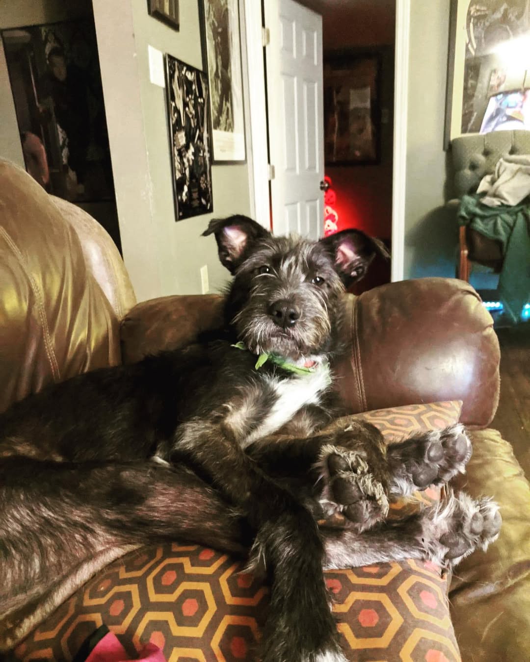 gray dog on couch