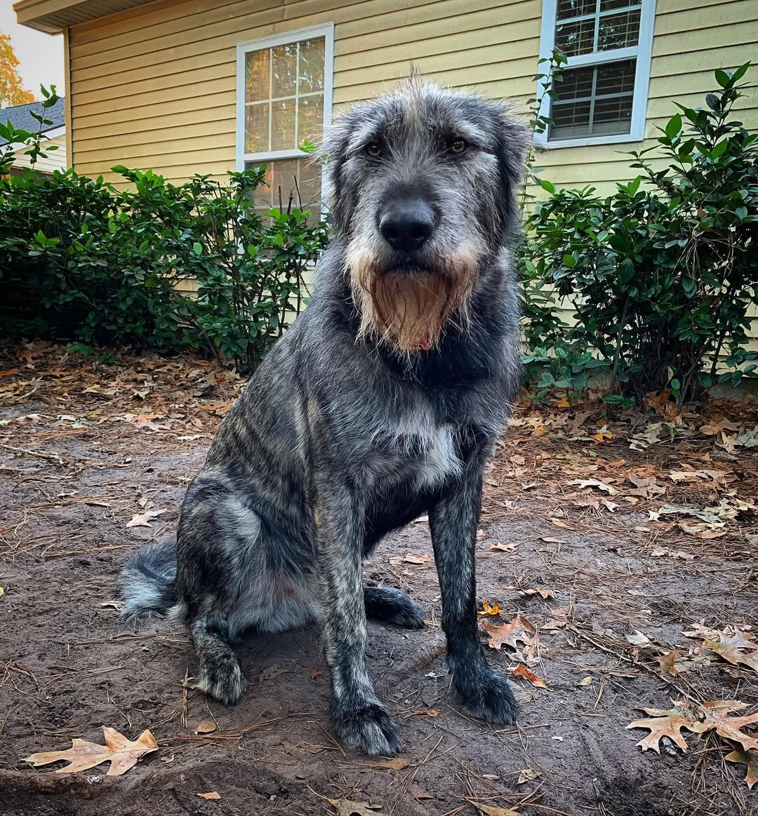 gray dog