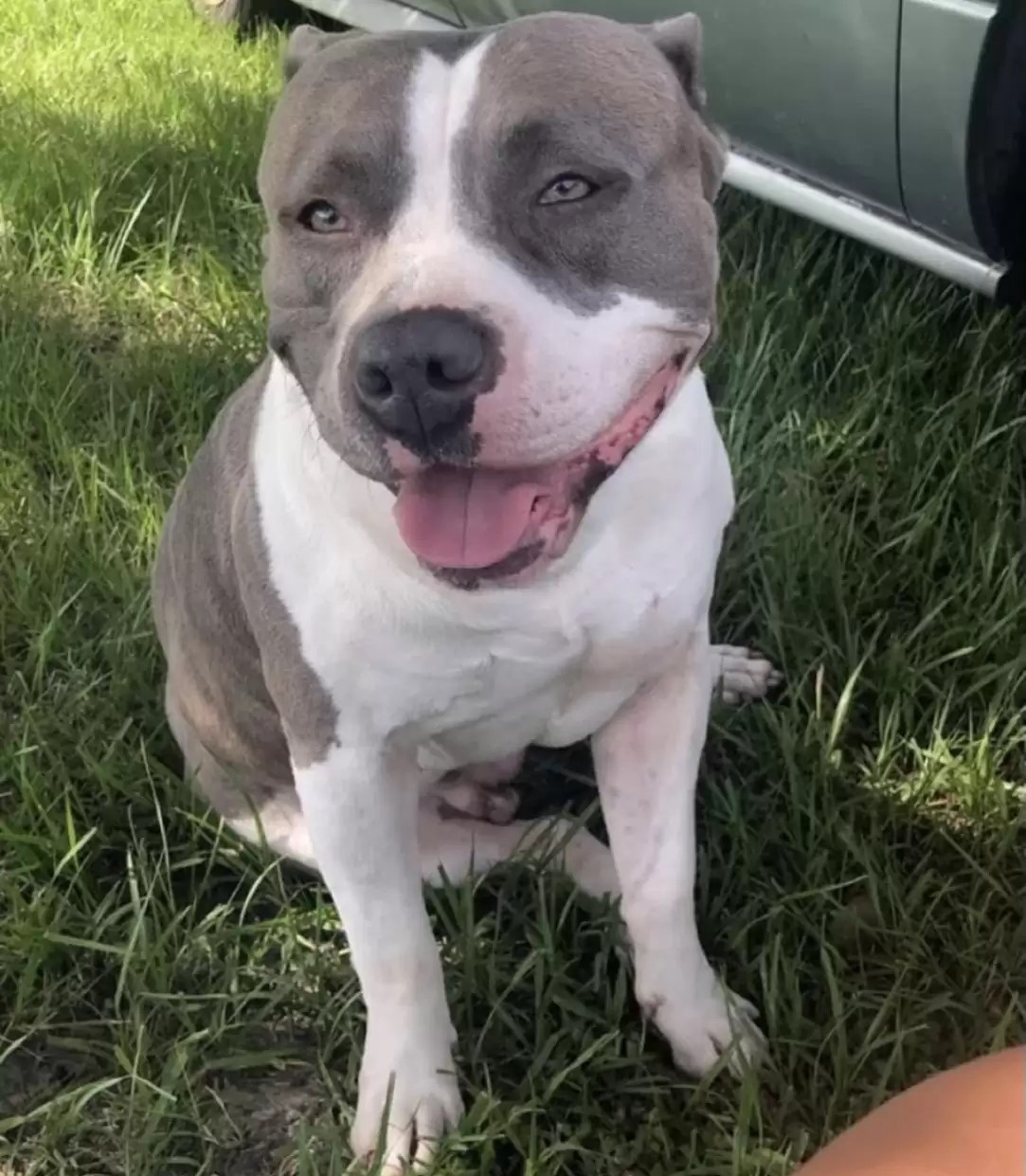 grey and white dog 