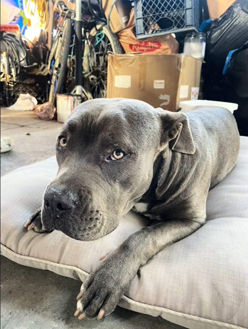 grey dog lying on dog bed