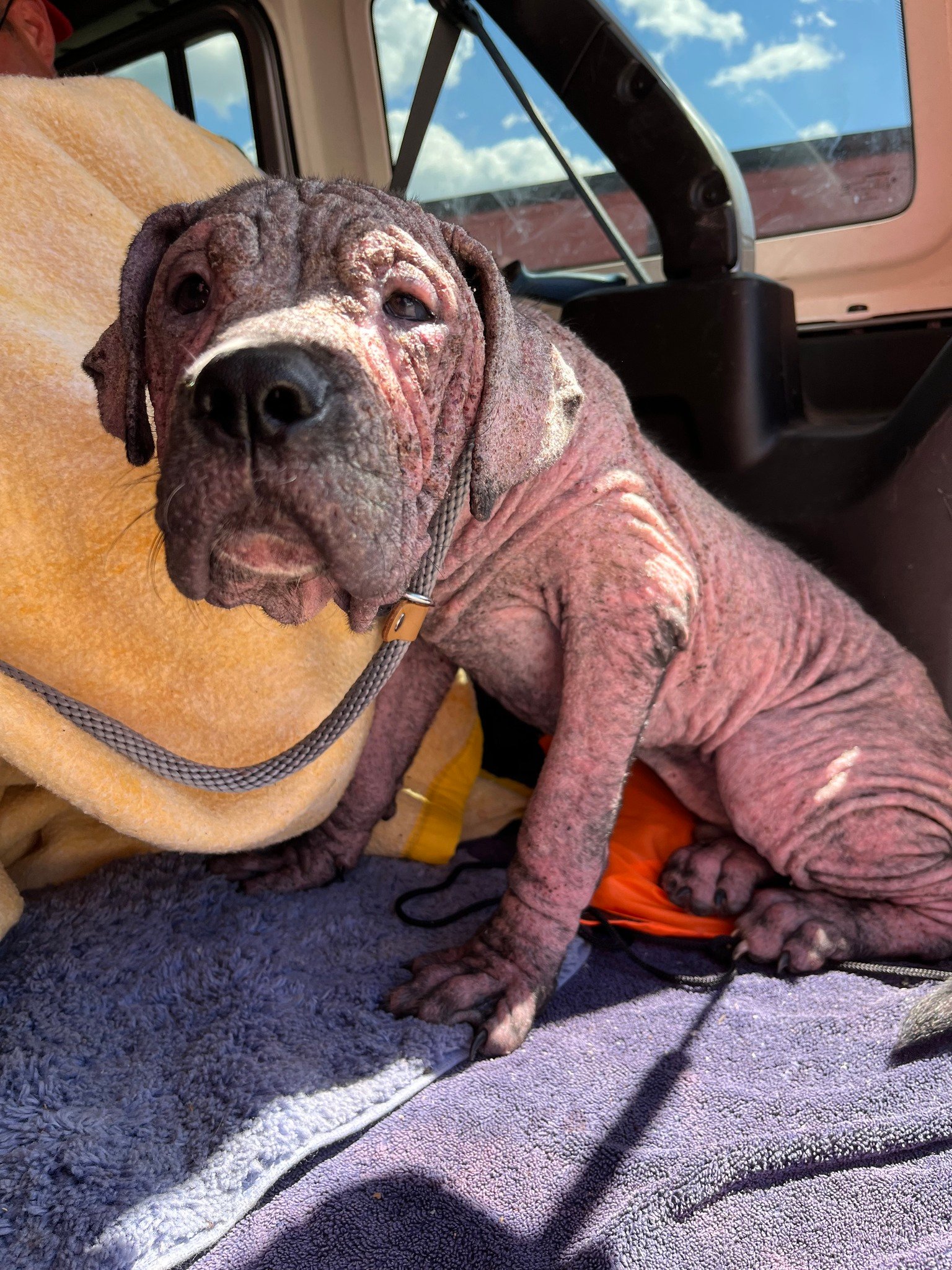 hairless dog in a car