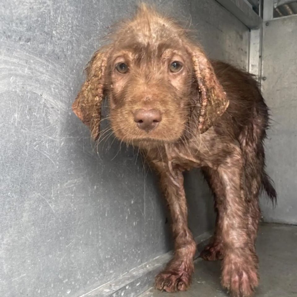 hairless dog in crate