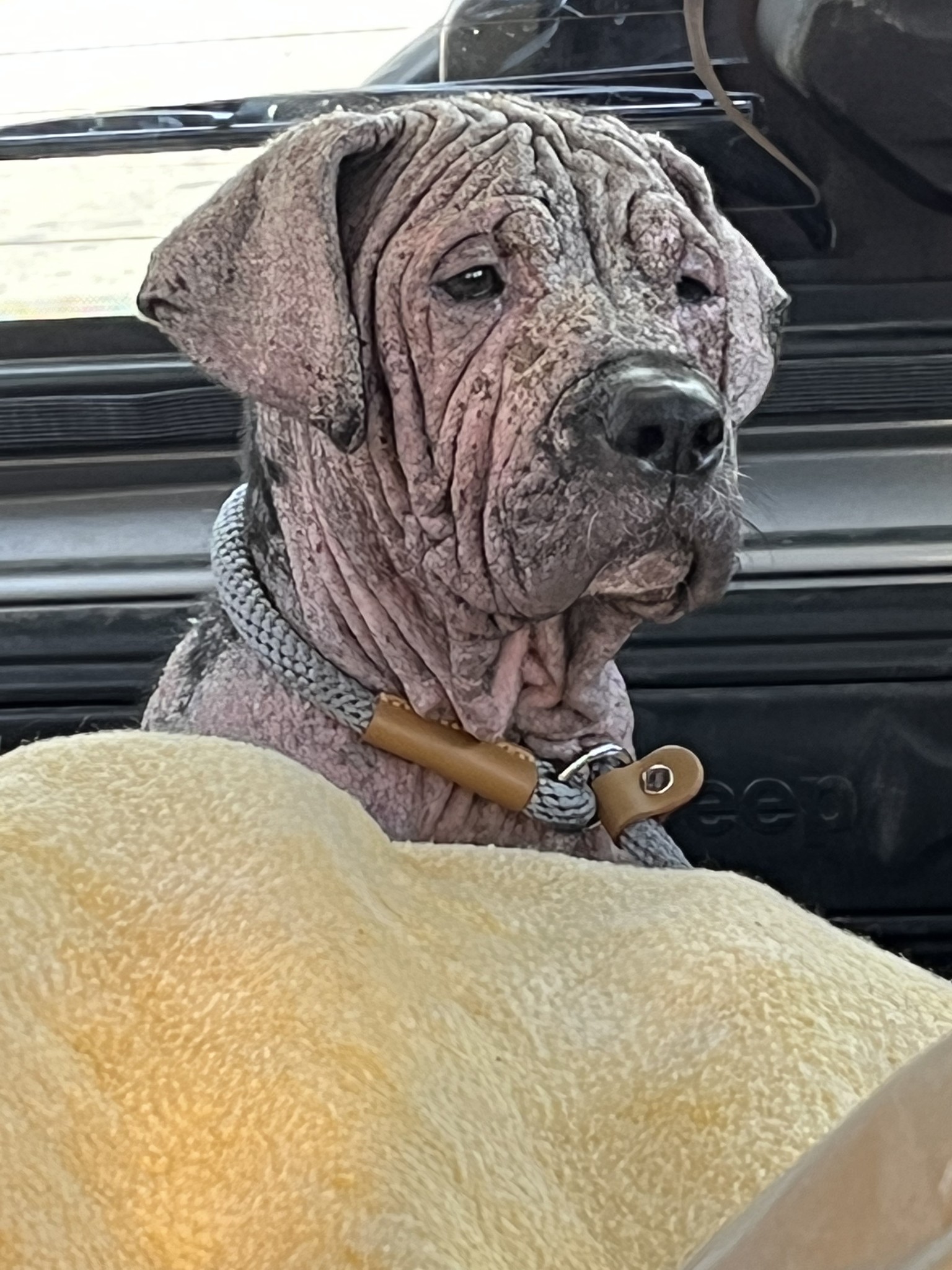 hairless dog sitting in a car