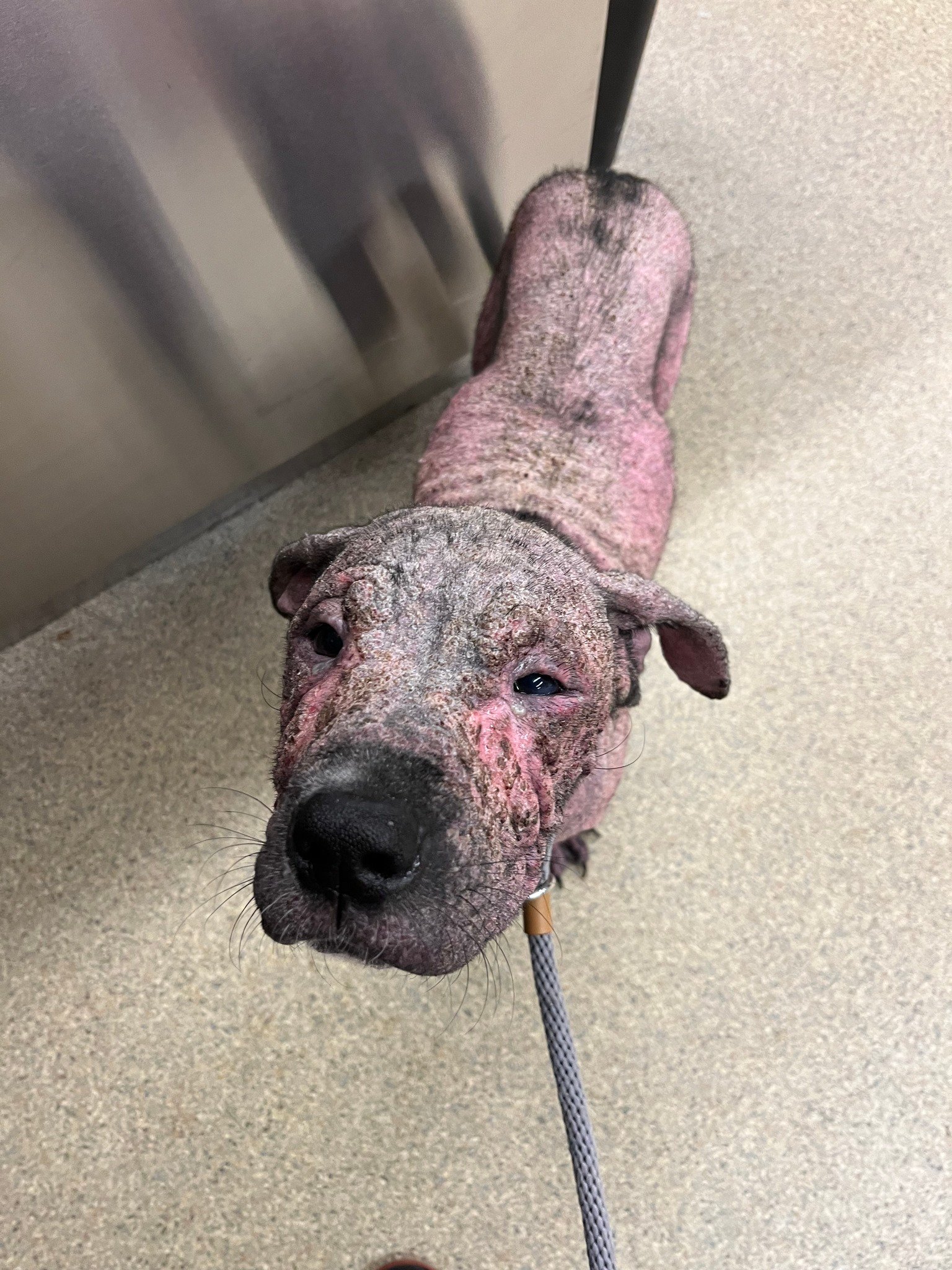 hairless dog standing in a shelter
