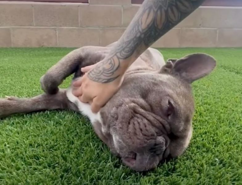 hand petting a dog 