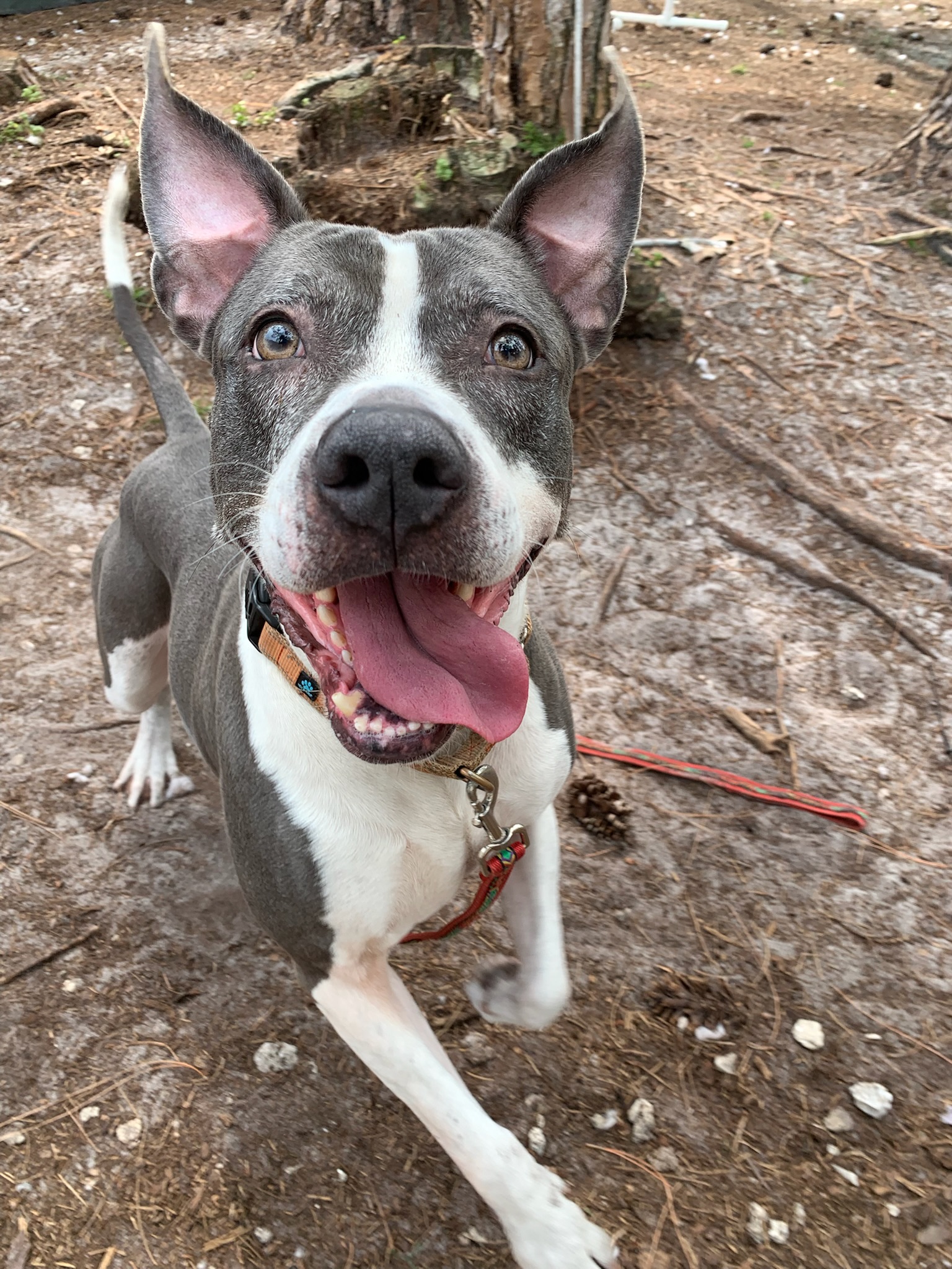 happy adopted dog