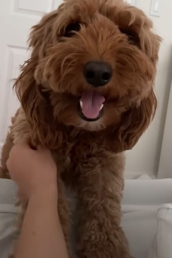 happy brown dog