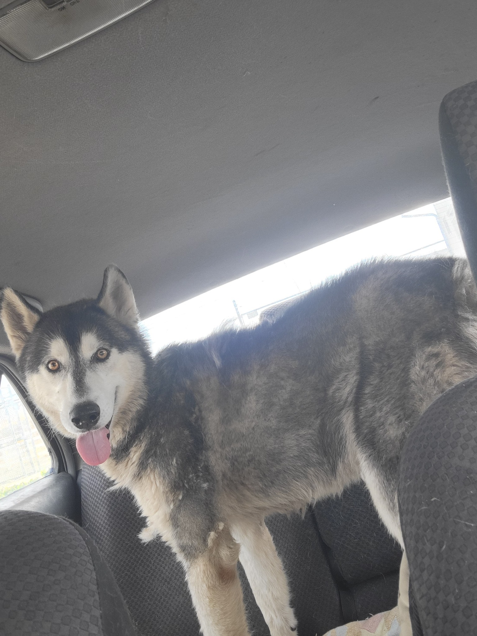 happy dog in car