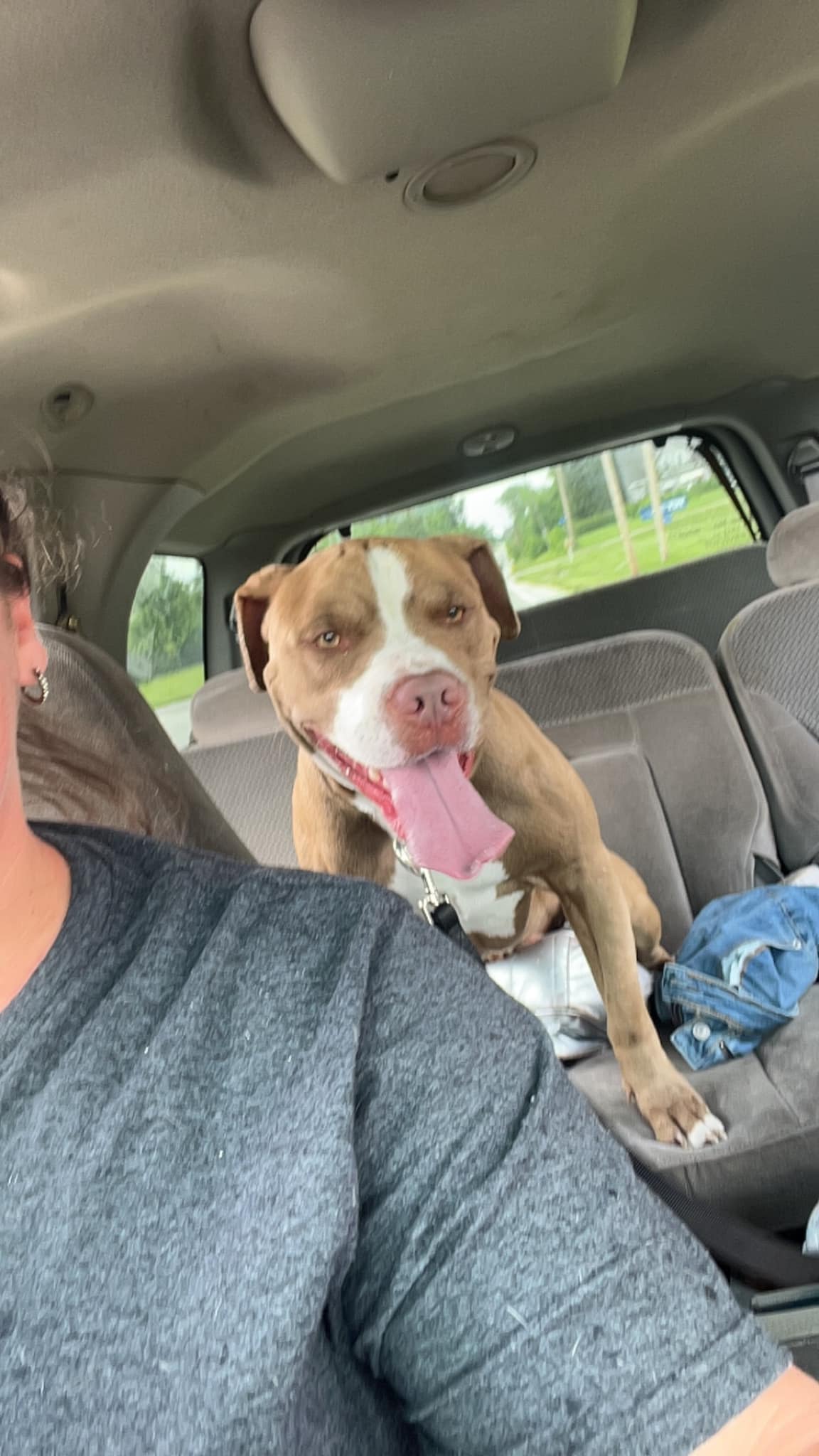 happy dog in the backseat