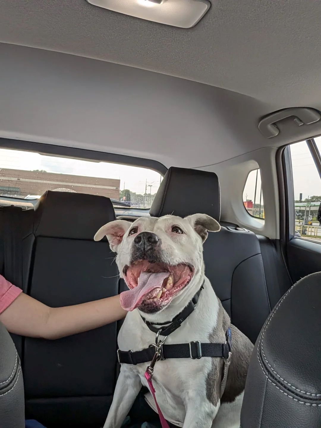 happy dog in the car