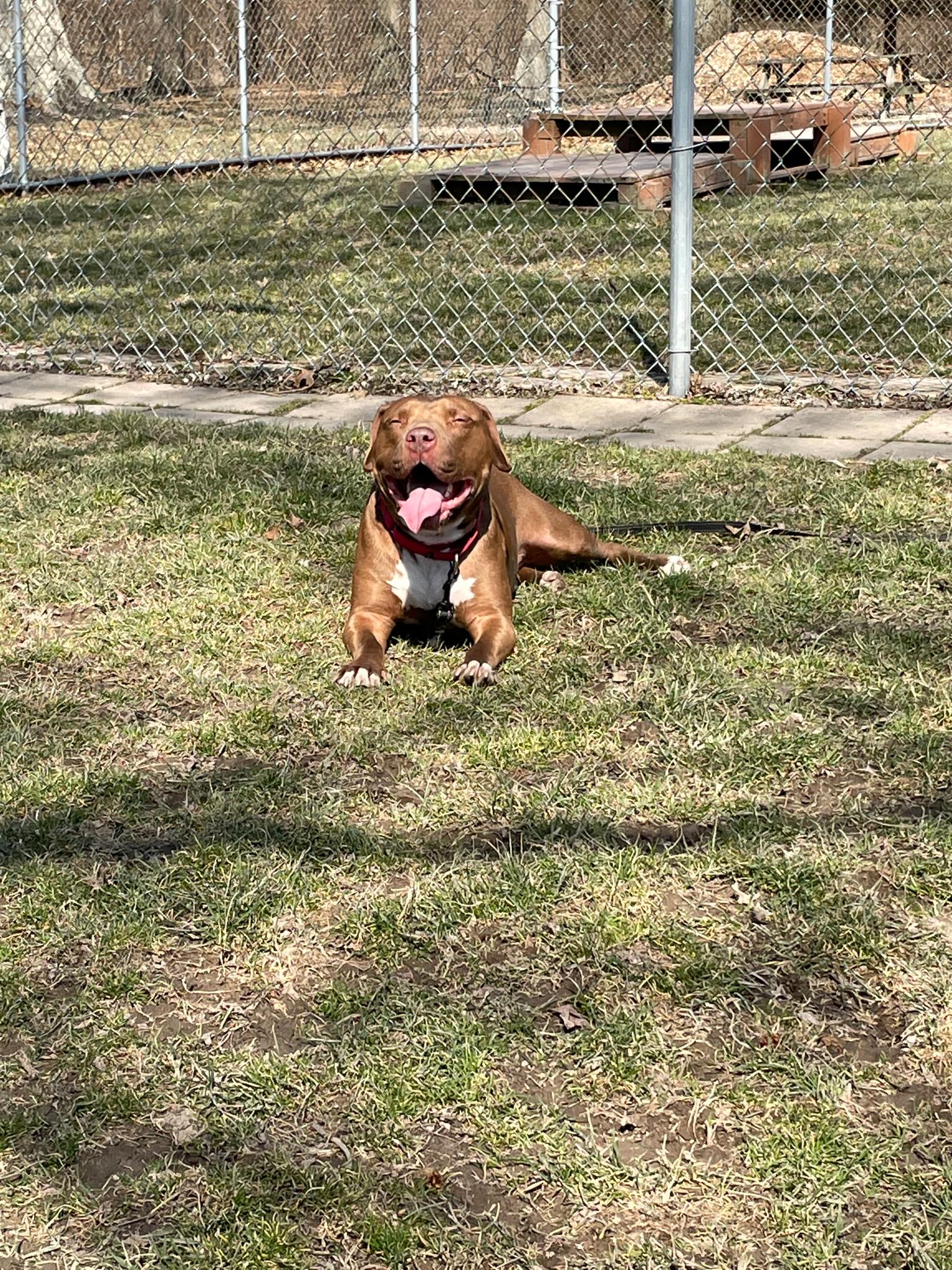 happy dog in the garden