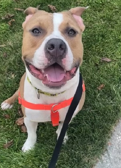 happy dog posing for picture