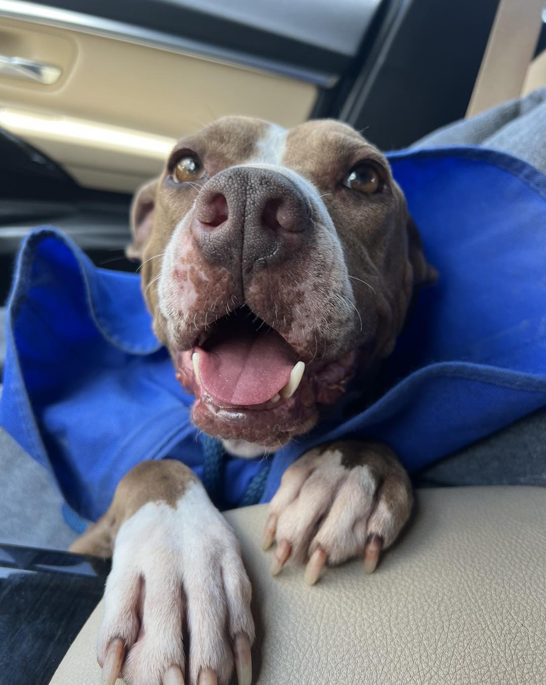 happy dog smiling
