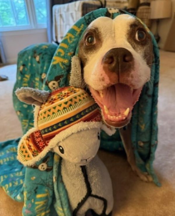 happy dog under blanket