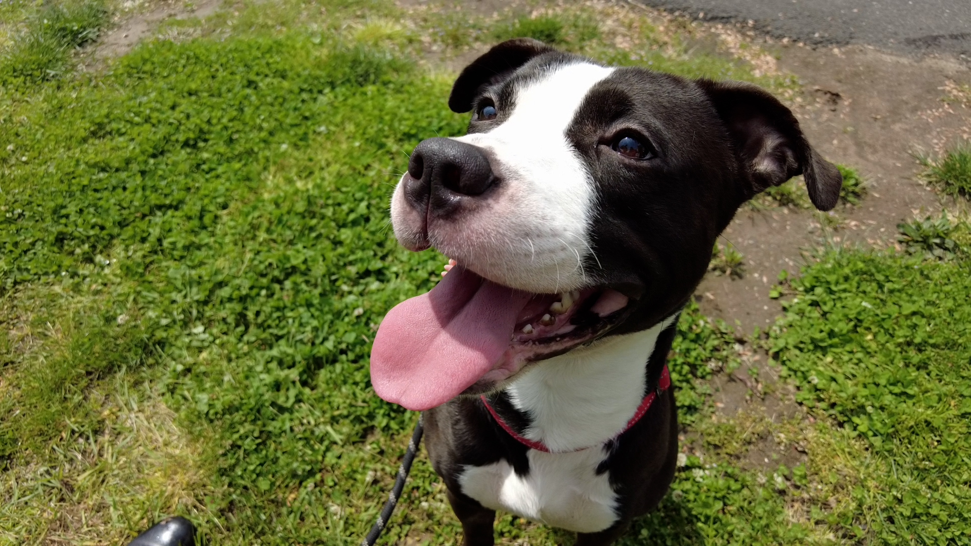 happy dog walking outside 