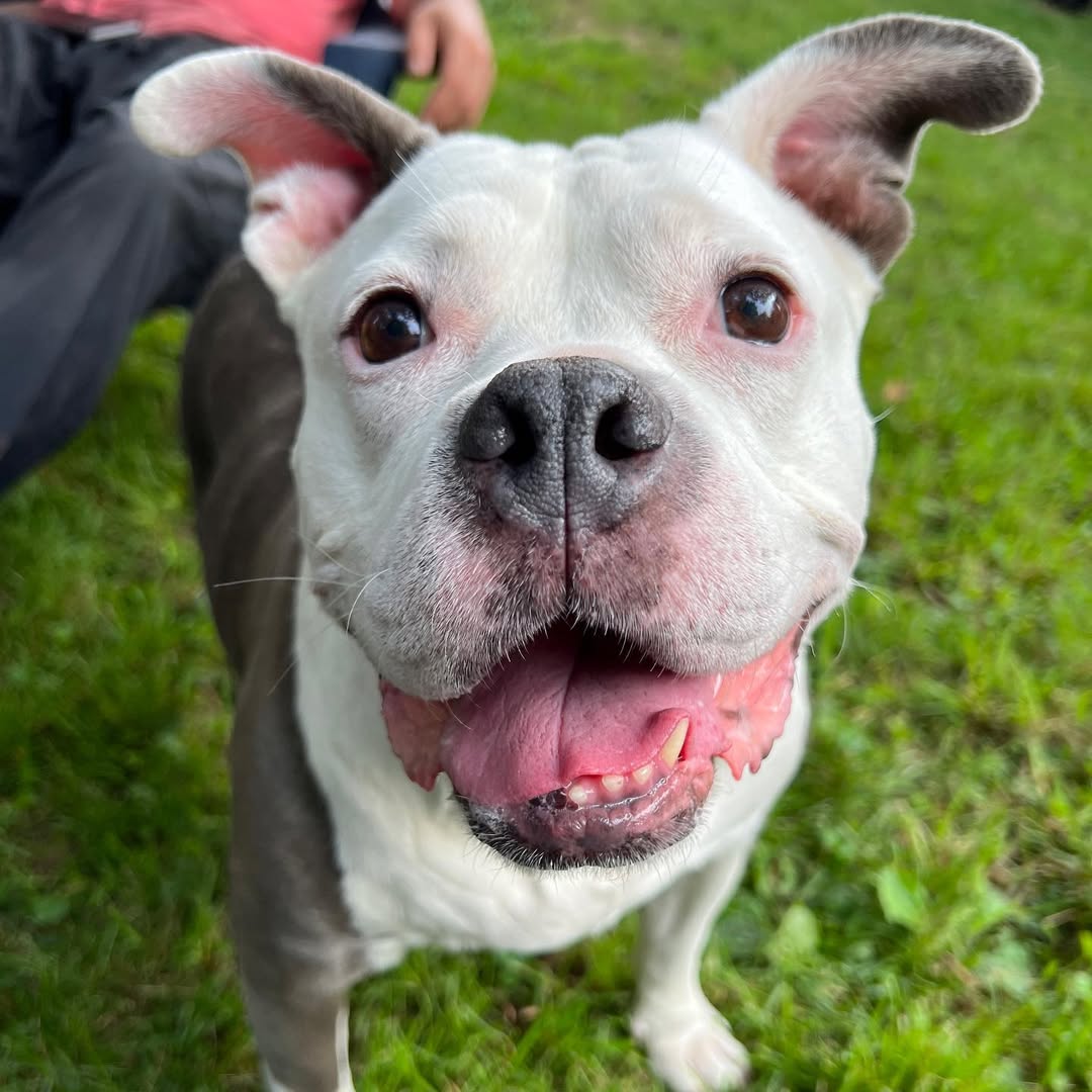 happy dog with perked ears