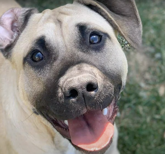 happy dog