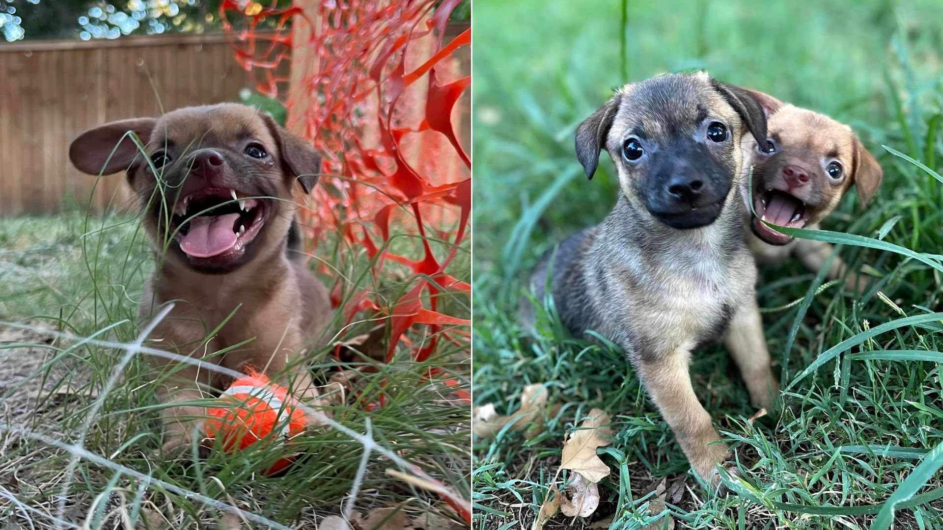 happy puppies