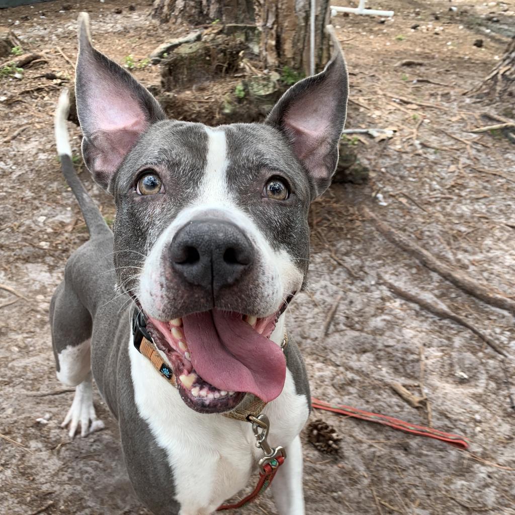 happy senior dog