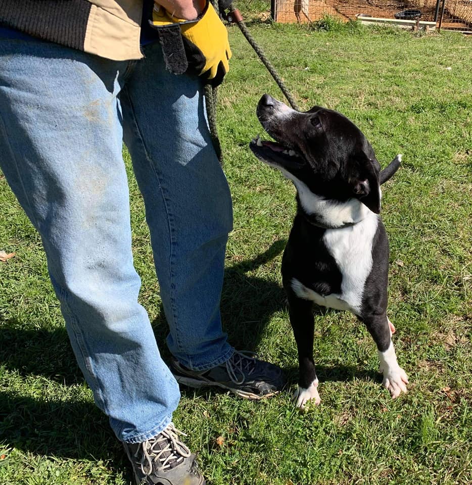 happy shelter dog on a leash