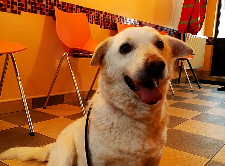 happy white dog