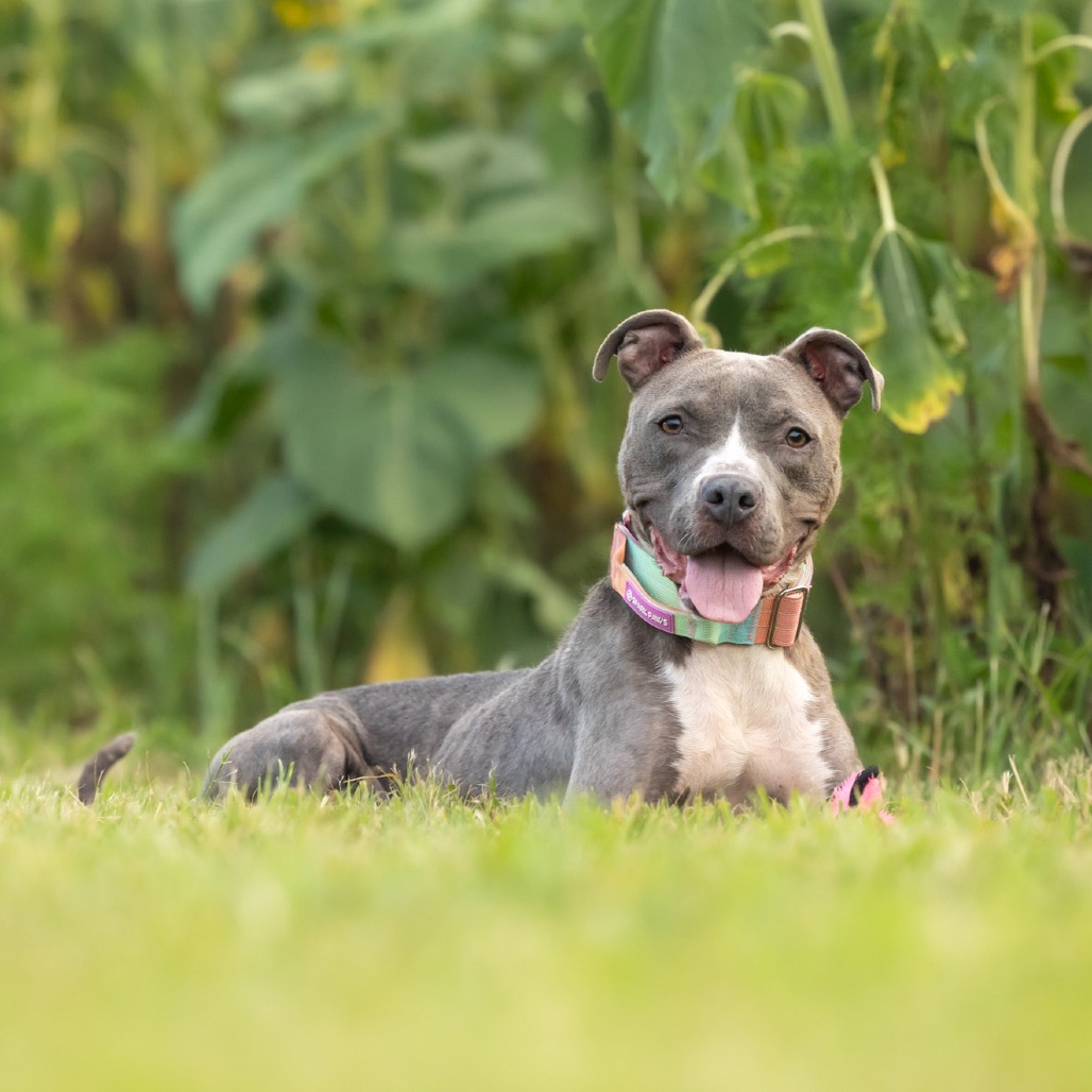 healthy gray dog
