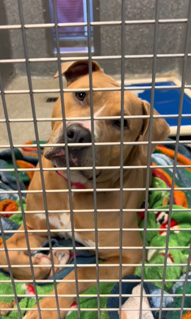 heartbroken dog in shelter 