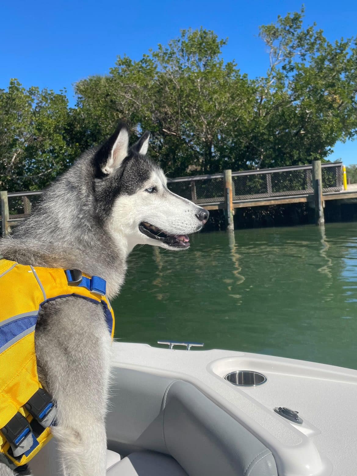 husky on boat