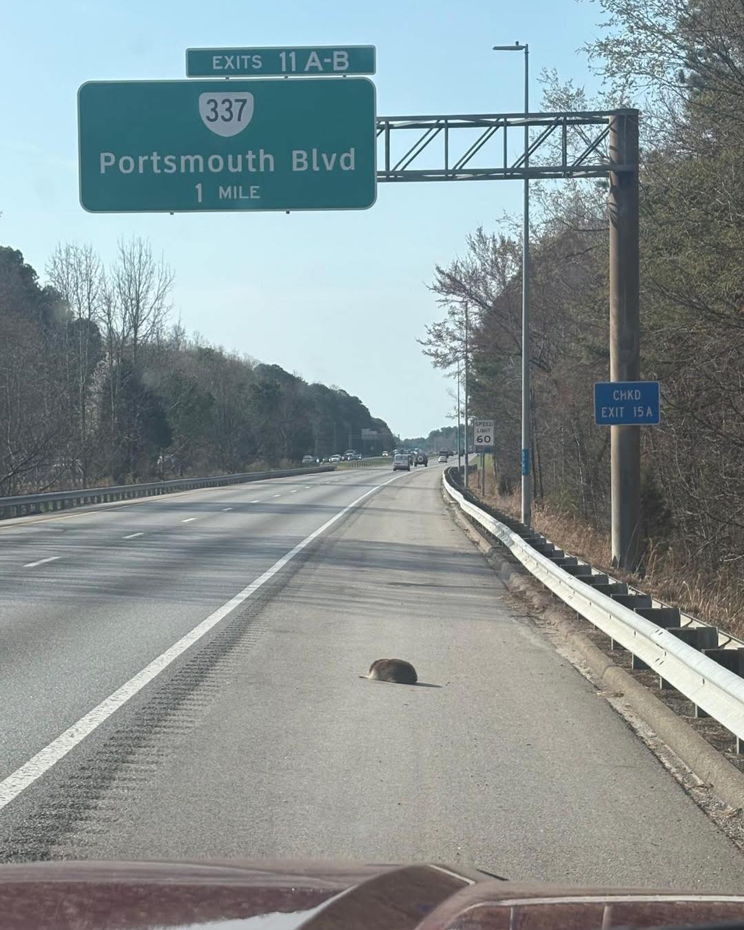 injured animal on road